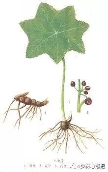 动物中药功效大全,中药药材大全及功效