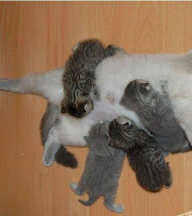 宠物小猫不吃饭该怎么做,母猫不给刚出生小猫喝奶怎么办