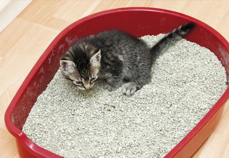 猫咪吃猫毛对它的身体有危害吗,小猫吃猫砂对猫咪有什么危害