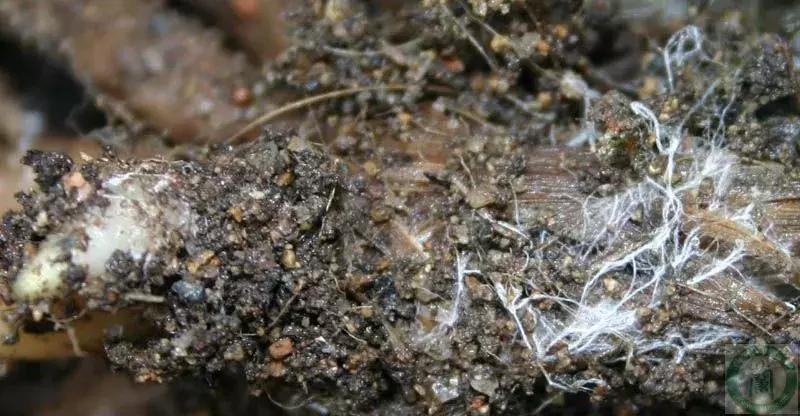 几种果树根部病害的症状识别与防治!