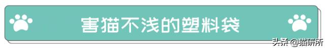 为什么猫咪沉迷吃手指,猫咪为啥沉迷红点