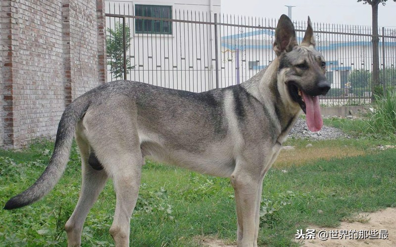 全球十大最凶猛犬类,全球最凶猛的狗排名