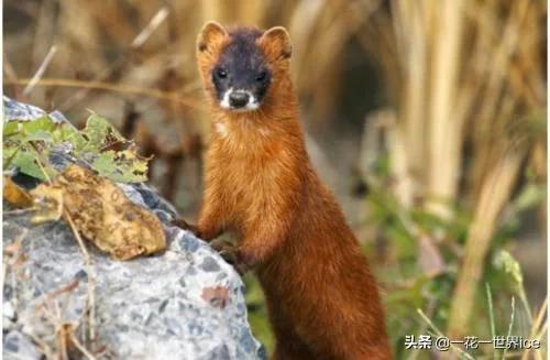 黄鼠狼全身都是宝为什么没人养殖,黄鼠狼浑身是宝为什么没人养