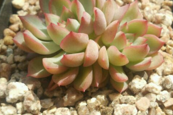 多肉用有机土好还是颗粒土好,夏天多肉用颗粒土还是营养土