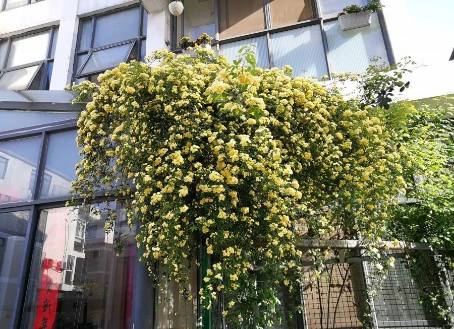 适合阳台养的四季开花有花香的花,花期长耐热耐寒又好养的花卉