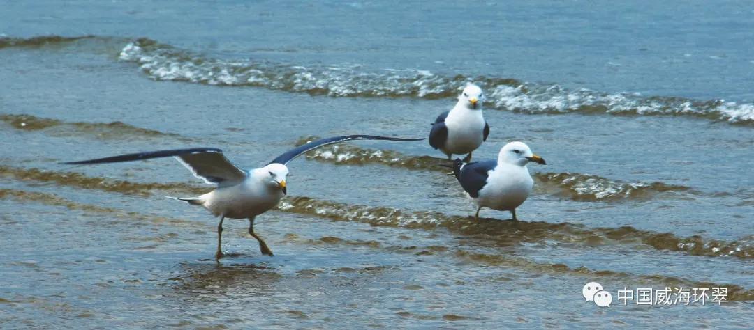 环翠公园美景,走进春天的环翠公园