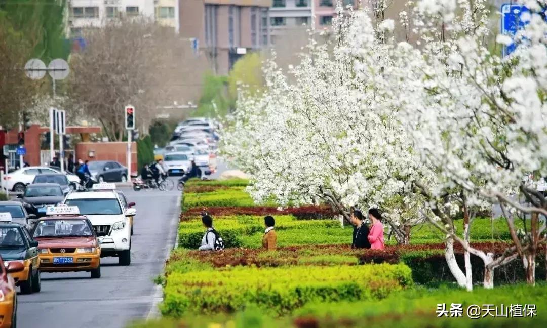 *疆新**库尔勒彻底火了！登上央视让世界瞩目，为库尔勒而骄傲