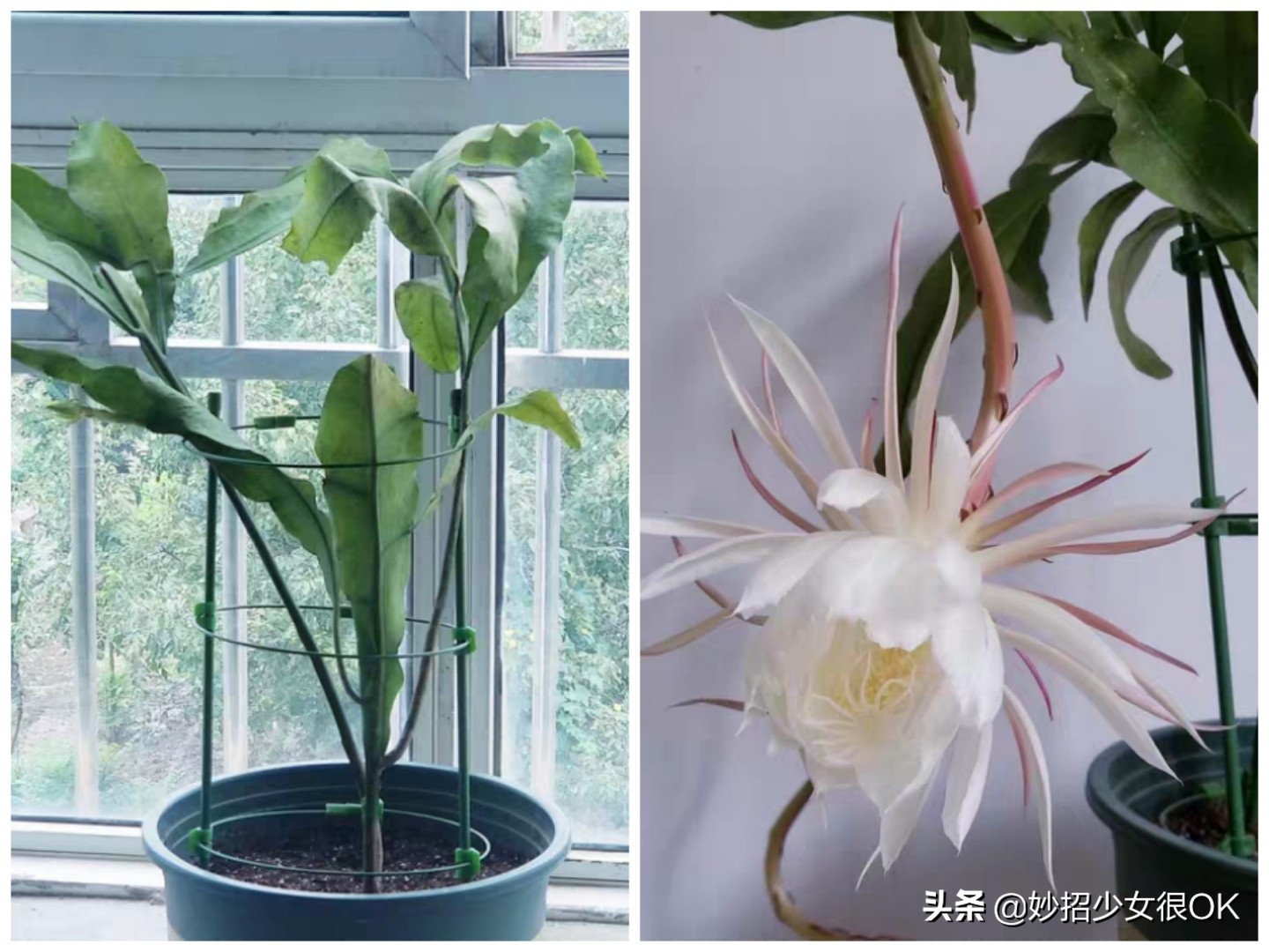 油烟机的废油真的可以养花,油烟机废油可以做什么