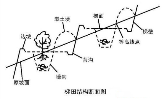 柑橘采摘园的建设标准,新手种植果树入门建议