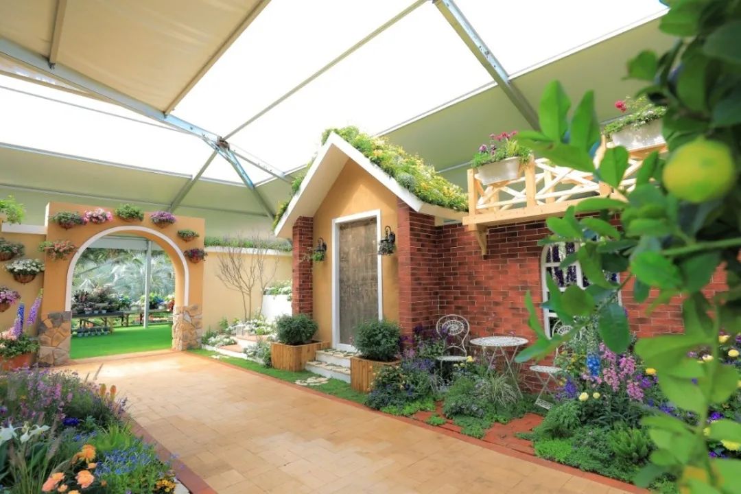 这个花展上的新优品种，为什么这么美？