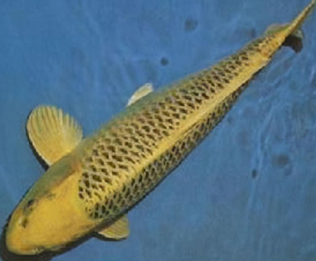 锦鲤的十三个大类名字叫什么,锦鲤十三鳞