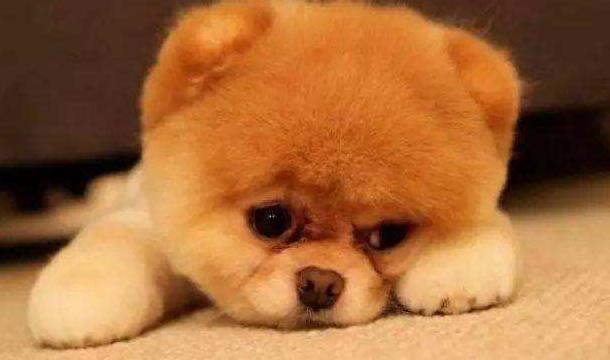 狗狗刚到家老是哼哼叫是什么原因,狗狗刚回家一直抖怎么办