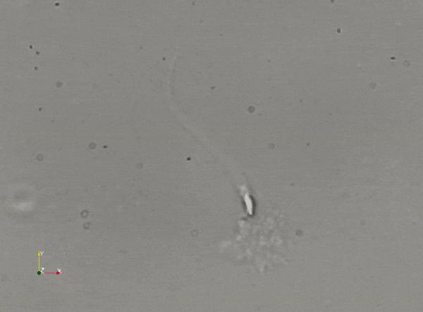 科学家发现精子运动规律,科学家发现精子的神奇作用
