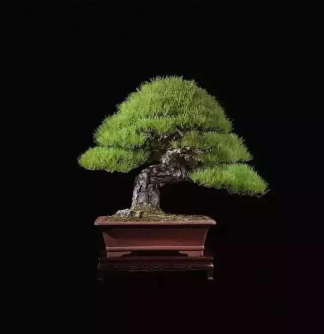 十大天价植物种子,十大顶级名贵植物