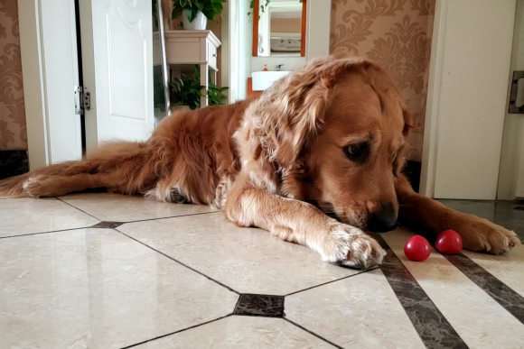 金毛无聊想出去玩了,你们家金毛无聊时也这么玩吗