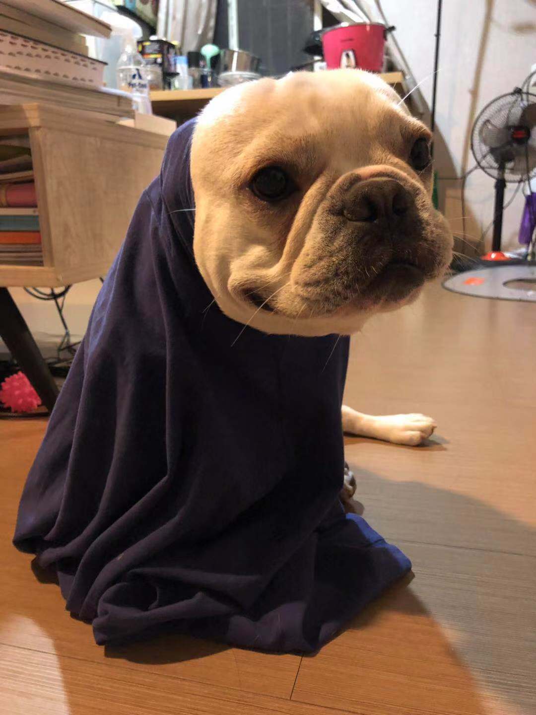 各品种犬最常见的遗传缺陷，在养待养的都看一下