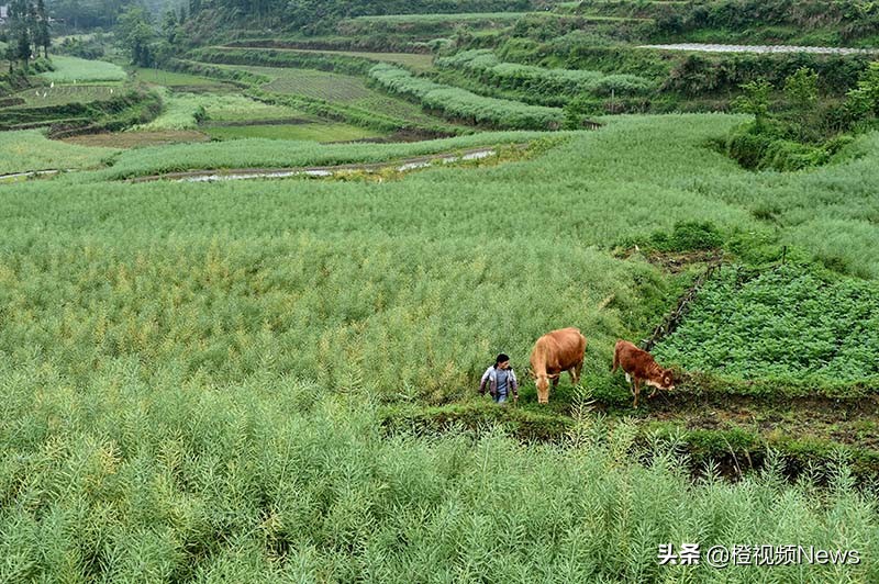 贵州养牛户王华银,贵州矮哥王华银的全部视频