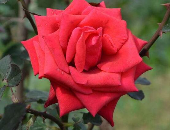 玫瑰花有哪些品种大全,玫瑰花品种大全视频