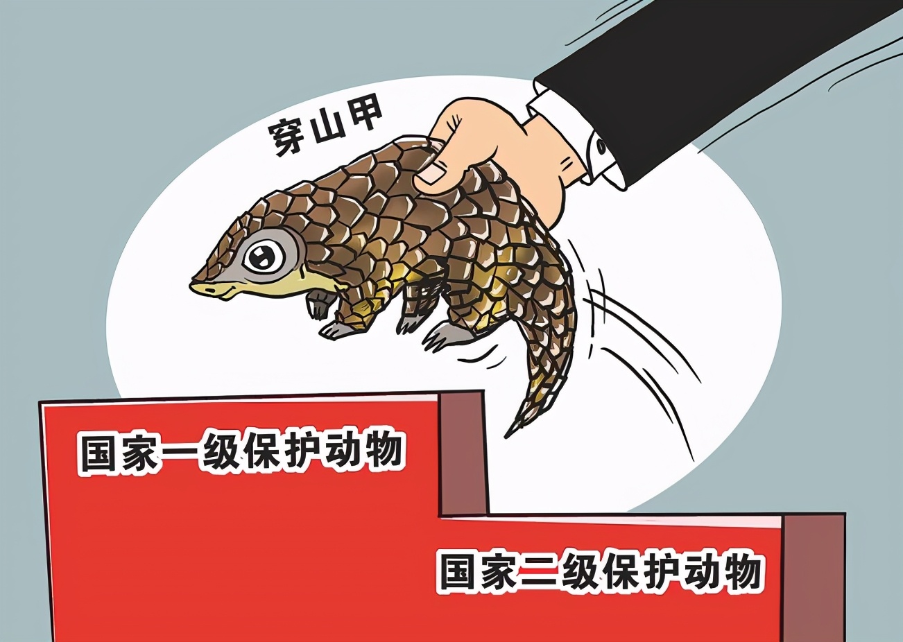 收穿山甲被处罚,穿山甲被判刑案例