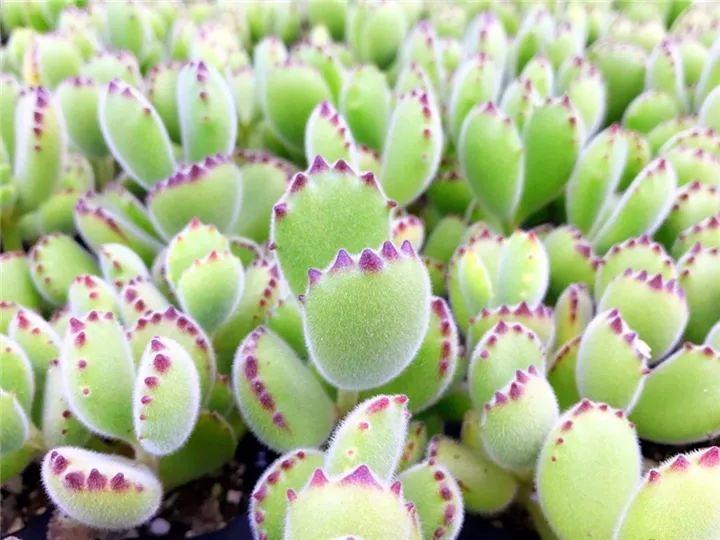 什么多肉夏天也可以继续生长,教你十大多肉养护技巧