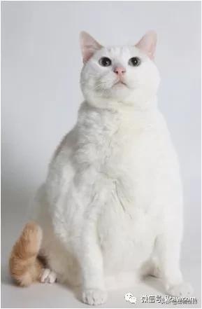 世界各国的著名动物,美国最著名的动物