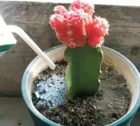 养花用营养液会把花弄死吗,过期牛奶直接浇花会不会死掉