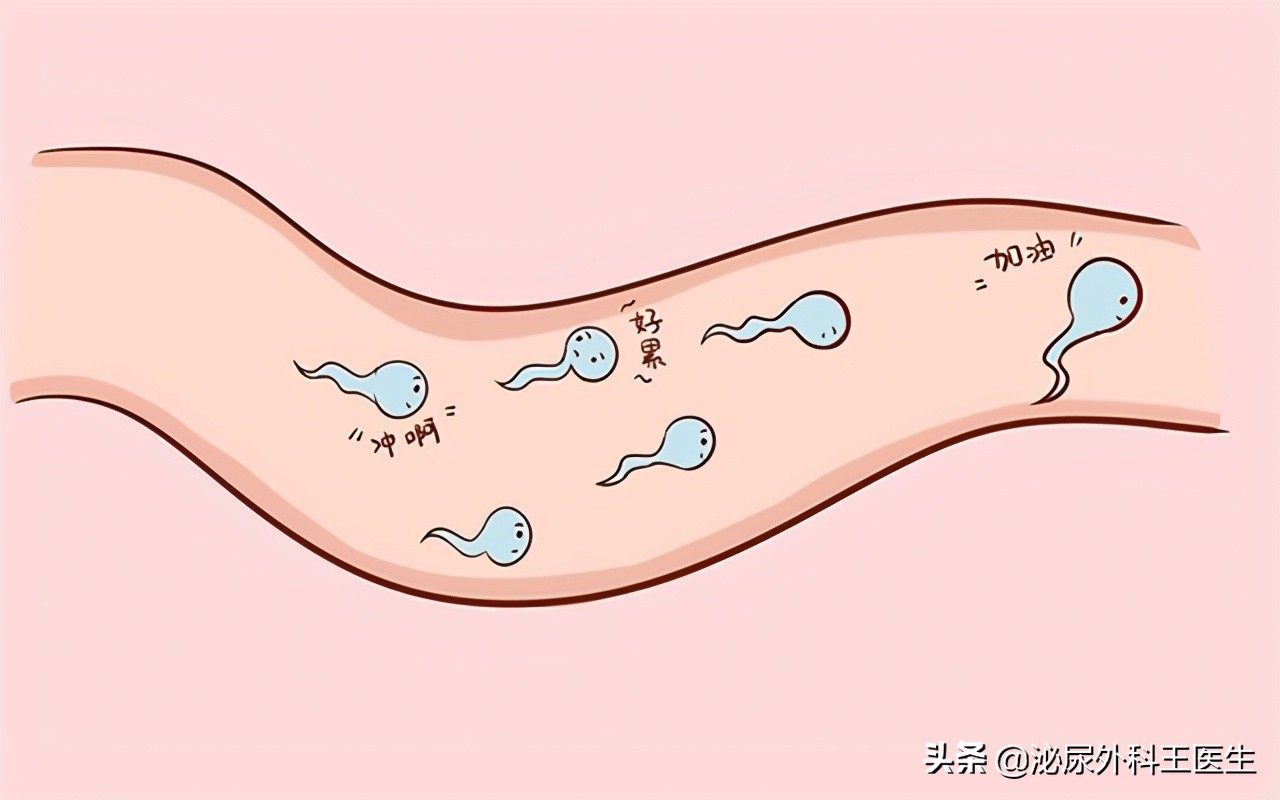 影响精子质量都有哪些因素,精子质量差如何提高精子质量