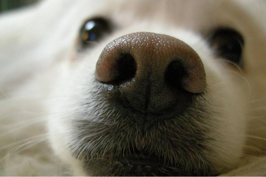 狗狗鼻子褪色的原因以及改善方法,狗狗鼻子上有硬块结痂是什么原因