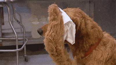 养狗的10个基本常识,养狗这50条小知识主人们都知道吗