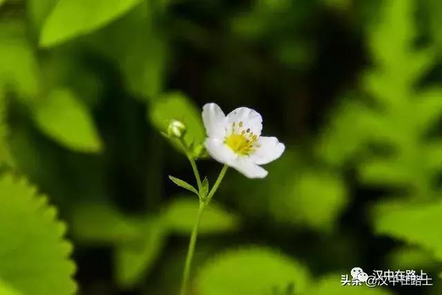 探秘汉中,汉中一村子窜入野生羚牛