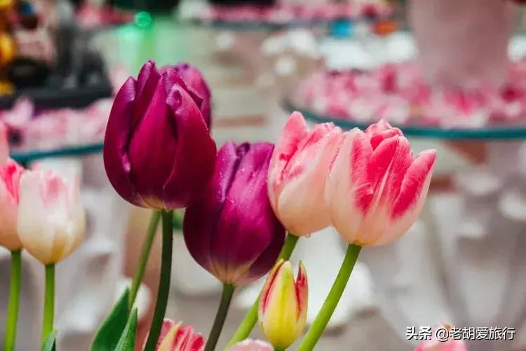 三八妇女节旅游景点门票哪里免费,三八妇女节有哪些景点免门票的