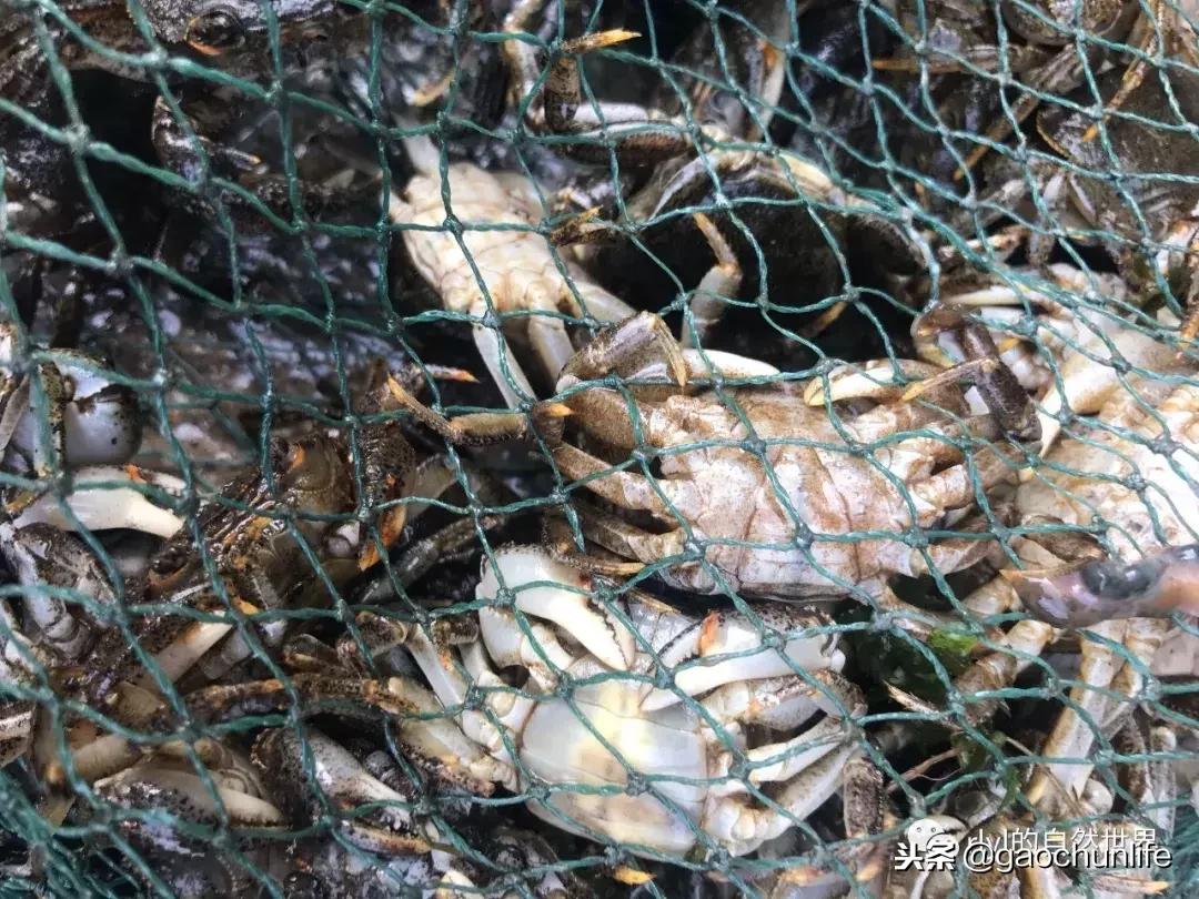 大草龟和小草龟谁好养,变异草龟和草龟的区别