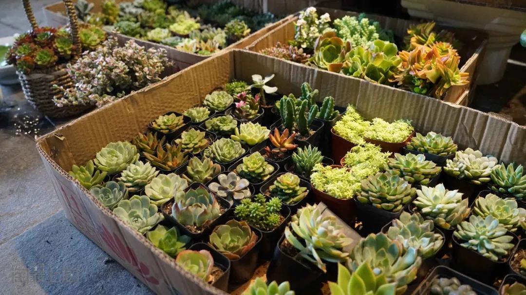 花卉市场晚上营业,今天的花卉市场