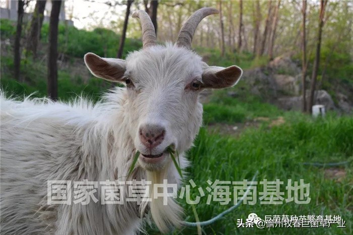 天津静海区：东高庄村种植巨菌草2000亩