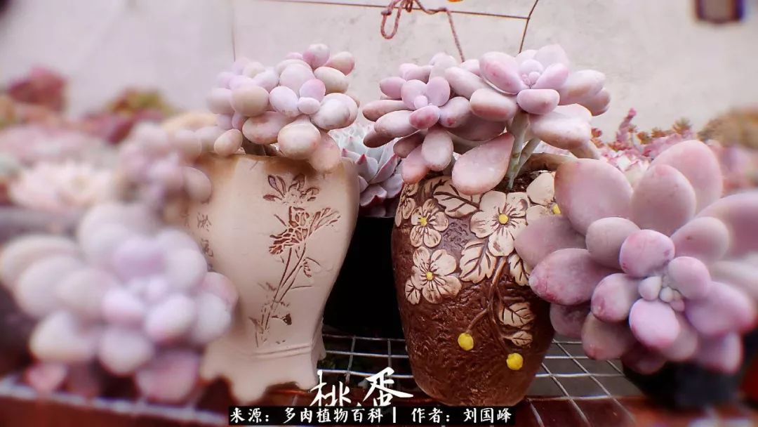 七百元打造的多肉王国，你还缺什么？