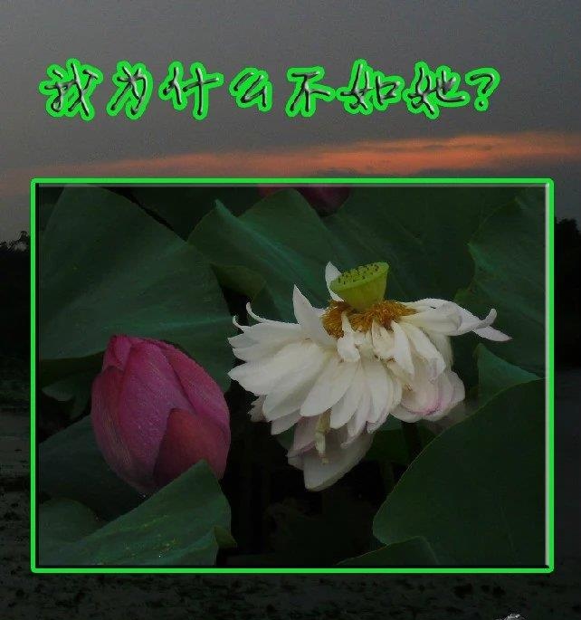 丑小鸭变白天鹅真实改编,丑小鸭摇身一变白天鹅