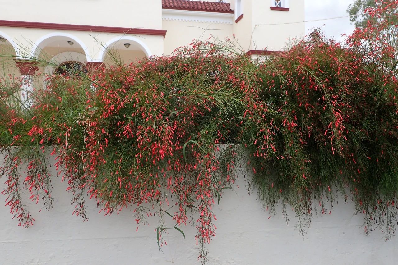 适合室外不怕酷热和寒冷的花卉,适合阴暗潮湿不需要阳光的植物