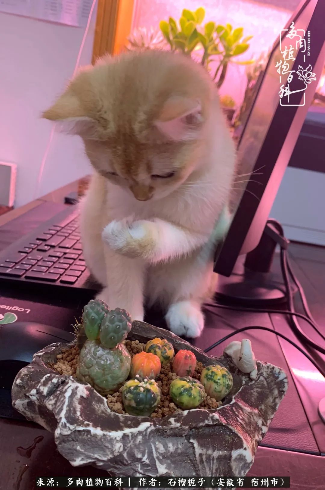 治愈系多肉：何以解忧，唯有多肉