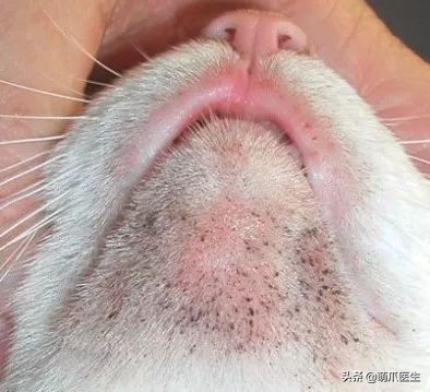 猫咪居然“长黑头”！？是家里太脏了吗！