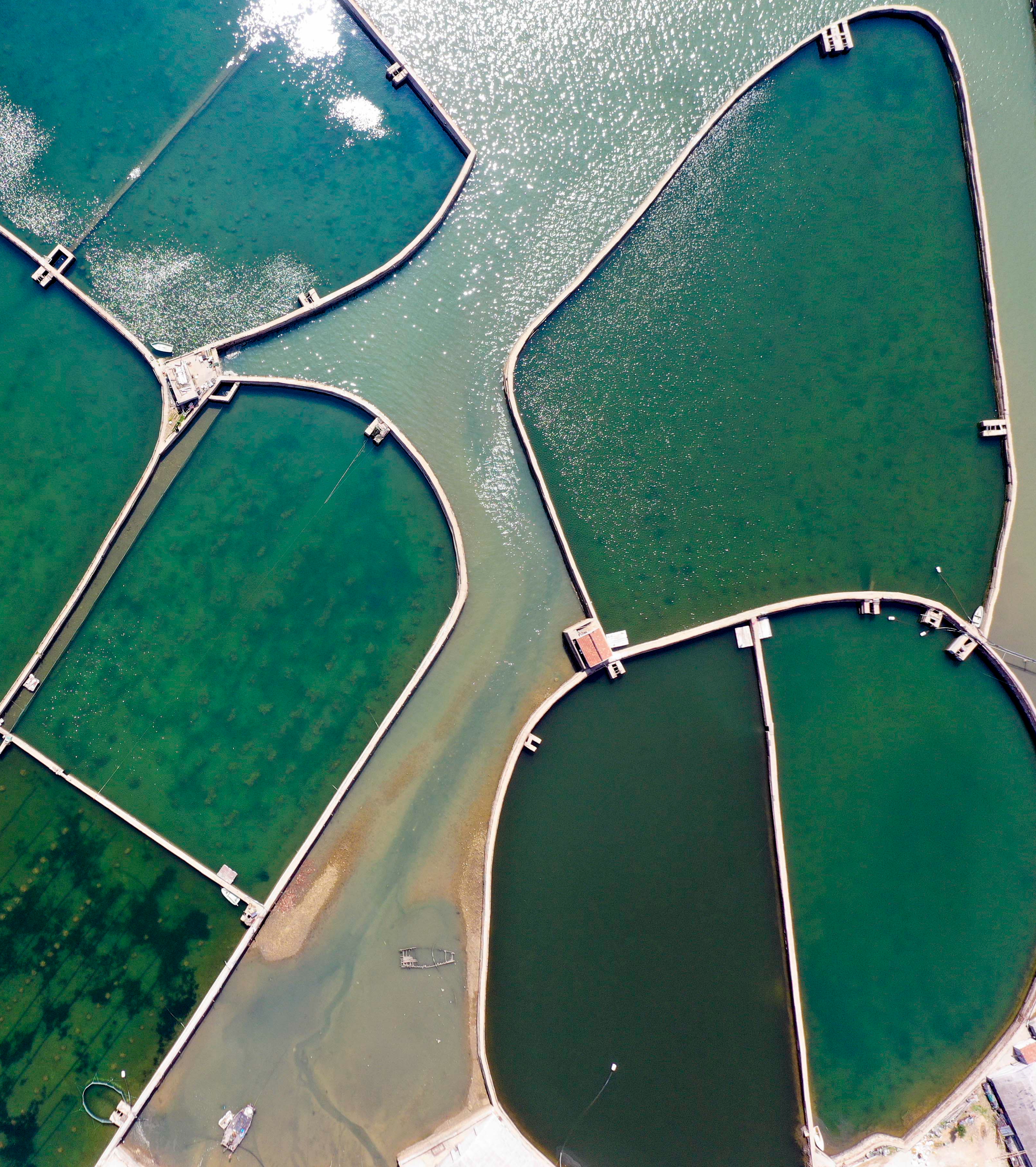 大海蔚蓝簇拥着的贡口村,灵动着纯美,播养海参和剥扇贝别具风情