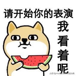 泰迪狗咳嗽气喘久治不愈,主人请来专家:它没病,是装的!