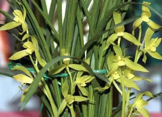 最贵的兰花价格排行榜前十名,2021年最贵兰花成交价格