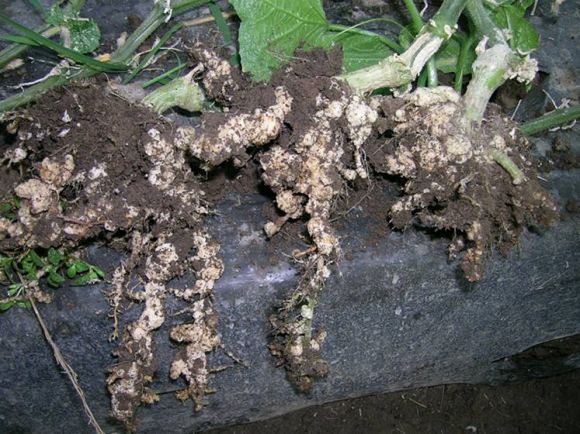 怎样防止黄瓜虫,黄瓜根结线虫最佳防治方法