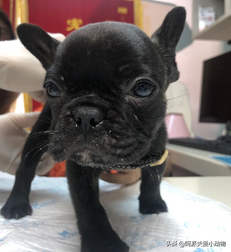 墨墨：屁屁烂得血红的小斗牛，会不会是第二个“白月初”