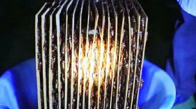 男子辞职养3亿只蟑螂,大叔投资千万元养蟑螂