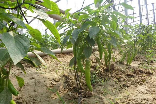 为什么种的辣椒越来越蔫,辣椒种植管理技术辣椒卷叶