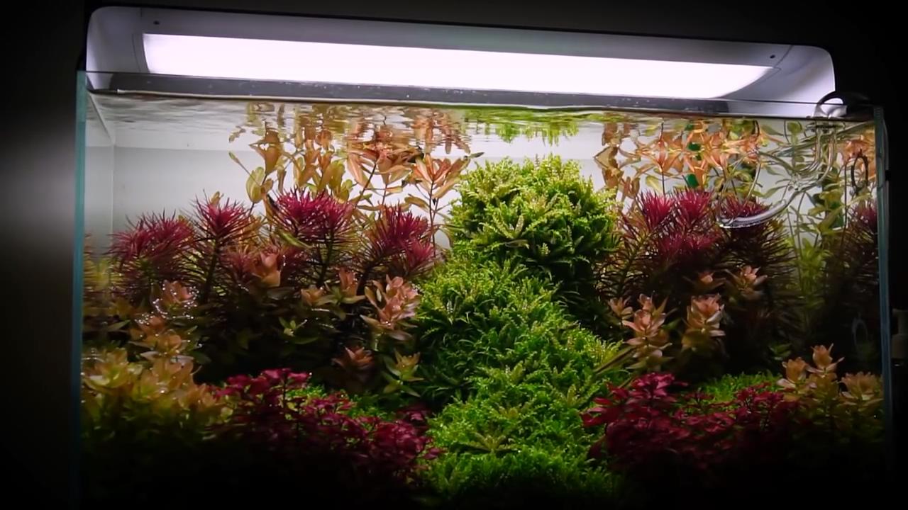 新开水草缸水浑发臭怎么办,新开草缸水草老是飘起来