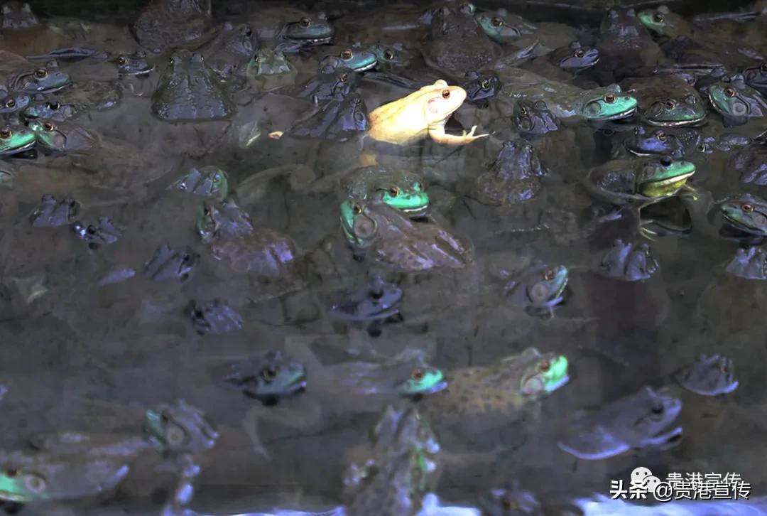 厉害藤县成功签约26亿元项目,厉害这个村凭一条虾走上了致富路