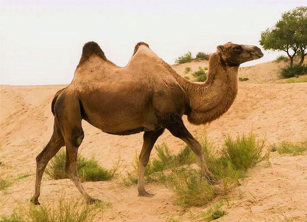 在沙漠上遇到死骆驼要离开吗,在沙漠里死掉的骆驼为什么不能碰