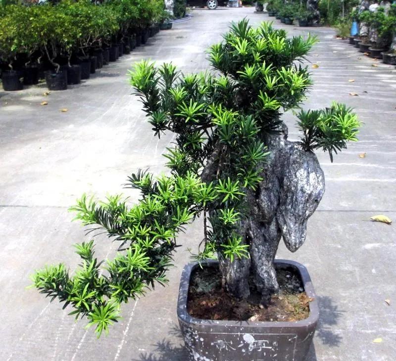 在花园里种什么草,在花园里种什么花最好